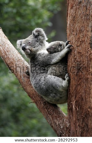 Koala Bear Mother And Baby Sitting On Tree, Australia
