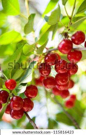 Ripe cherry on the tree