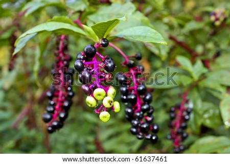 Closeup Of Clusters Of Pokeberry Plants Closeup Of Clusters Of Pokeberry Plants Stock Photo
