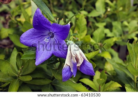 closeup of purple balloon flower