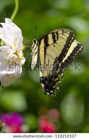 The Eastern Tiger Swallowtail (Papilio glaucus) is a common swallowtail butterfly of eastern North America