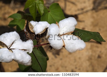 A ripe cotton bolls on a cotton plant