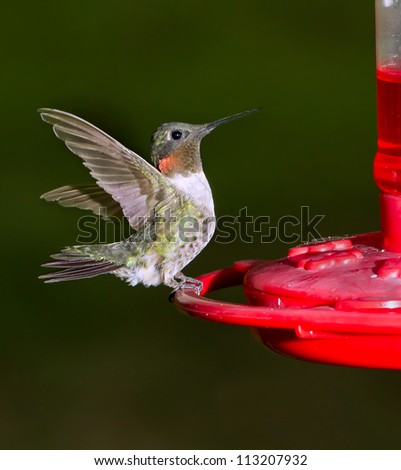 Male ruby-throated hummingbird (Archilochus colubris) at a feeder (Georgia, USA).