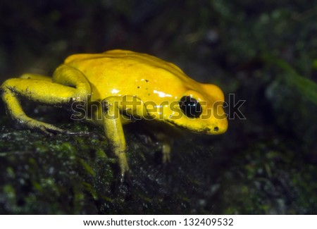 Golden poison dart frog (Phyllobates terribilis), with bright warning colors lives in tropical rainforest