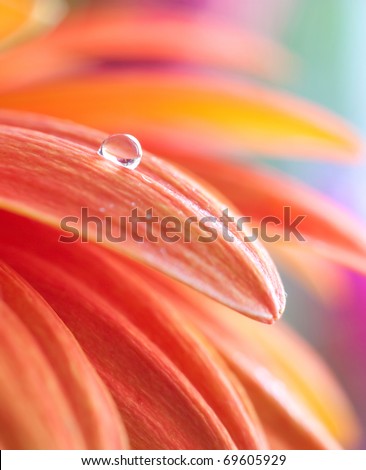 Macro photo of flower with water drop