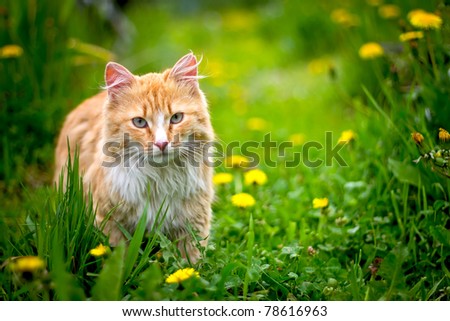 Red Greek stray cat outdoor in nature