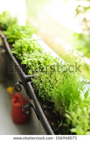 Fresh herbs growing in window boxes on bright balcony
