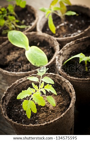 Potted seedlings growing in biodegradable peat moss pots close up