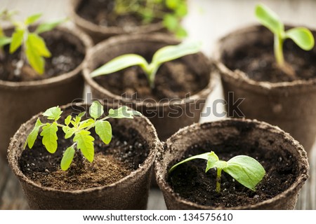 Potted seedlings growing in biodegradable peat moss pots