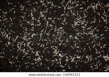 Grass seeds scattered on fertile soil from above