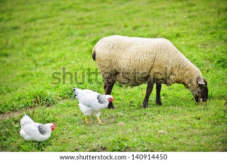 Sheep and chickens freely grazing on a small scale sustainable farm