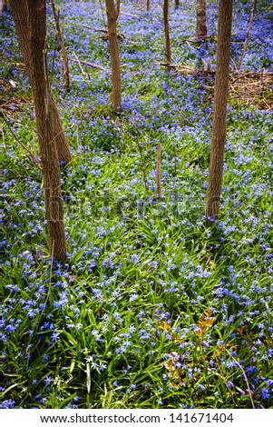 Forest floor with spring blue glory-of-the-snow flowers blooming in abundance. Ontario, Canada.