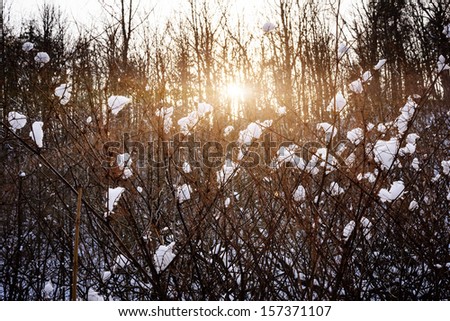 Setting sun shining through branches of bare trees in winter forest covered with snow
