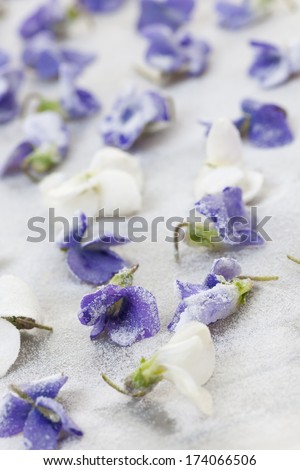 Candied sugared violet flowers drying on parchment paper