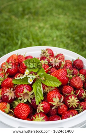 Freshly picked strawberries in bucket outside on green grass with copy space