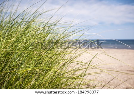 Grass growing on sandy beach at Atlantic coast of Prince Edward Island, Canada