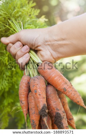 Hand holding bunch of fresh organic homegrown carrots harvested from garden with dirt