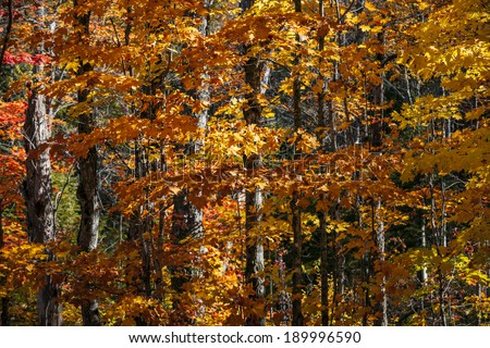Autumn maple trees with orange foliage in sunny fall forest of Algonquin provincial park, Ontario, Canada.