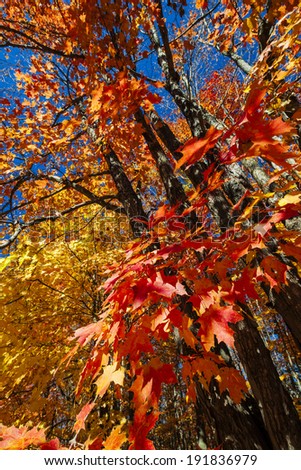 Fall maple trees with red and orange leaves in autumn forest. Algonquin provincial park, Canada.