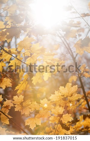 Sun shining though orange fall leaves on maple tree branches in autumn forest