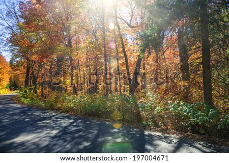Sunflare in colorful fall forest with country road. Algonquin Provincial park, Ontario, Canada.