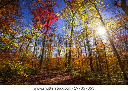 Sun shining through colorful leaves of autumn trees in fall forest and hiking trail at Algonquin Park, Ontario, Canada.