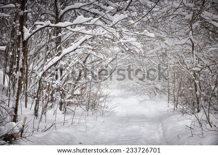 Snowy path through forest with heavy branches under snow in winter blizzard. Ontario, Canada.