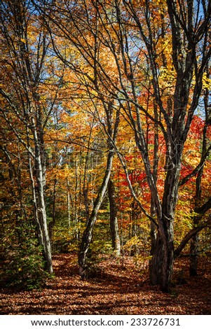 Autumn maple trees with colorful fall foliage and picturesque branches in Algonquin Provincial Park, Canada.