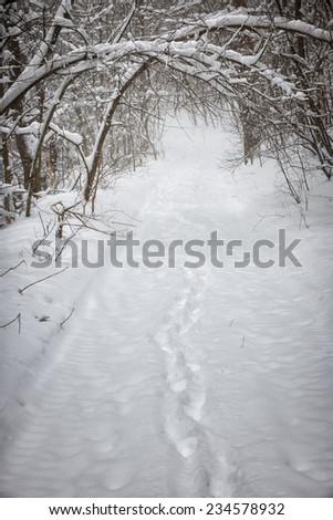 Footprints on snowy path through forest with heavy branches under snow in winter blizzard. Ontario, Canada.
