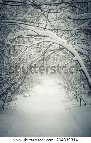 Snowy path through winter forest with overhanging heavy branches bending under snow and forming a tunnel. Ontario, Canada.