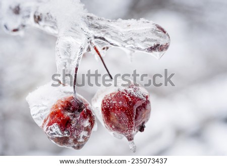 Two red crab apples frozen and covered with ice on snowy branch in winter, close up