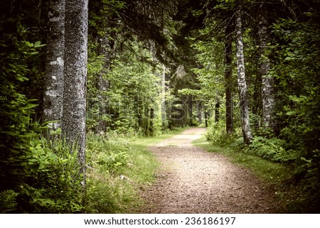 Path winding through lush green forest with tall old trees