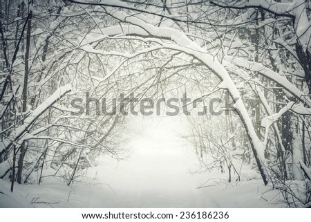 Snowy path through winter forest with overhanging heavy branches bending under snow and forming a tunnel. Ontario, Canada.