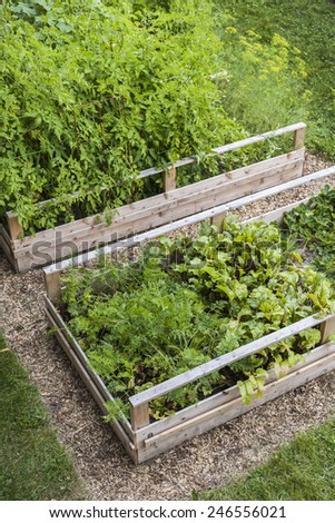 Backyard vegetable garden in wooden raised beds or boxes