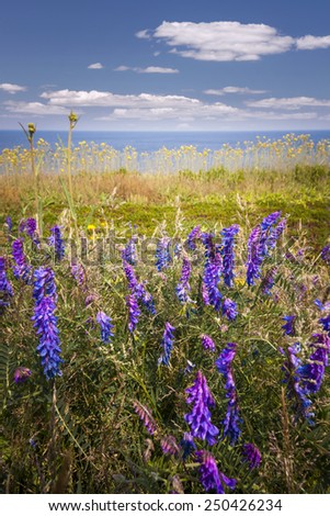 Wildflowers and grasses on Atlantic ocean shore of Prince Edward Island, Canada.