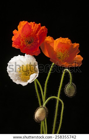 Red, orange and white poppy flowers with buds on black background