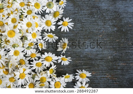 Fresh medicinal roman chamomile flowers scattered on blue rustic wooden background with copy space