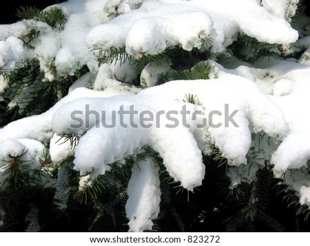 Winter fir branches covered with fresh snow