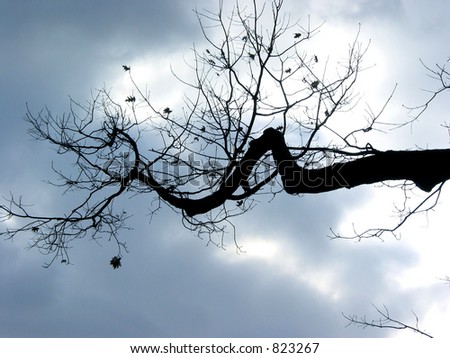 Leafless branch of a winter tree on the background of steel blue sky