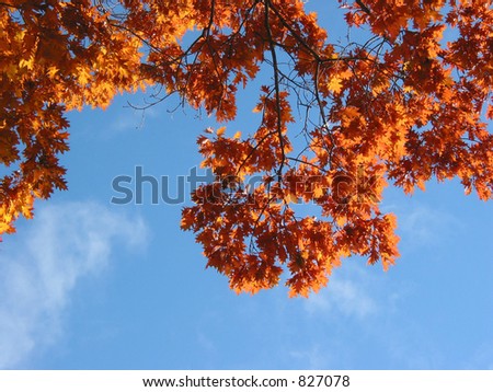 Nicely sunlit fall oak branches on the background of bright blue sky
