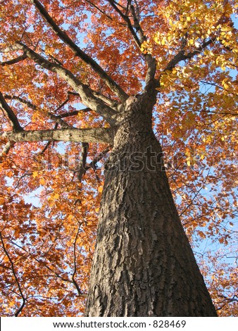 Old oak tree in the fall with bright blue sky