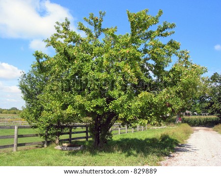 Old apple tree on a farm on a bright sunny day