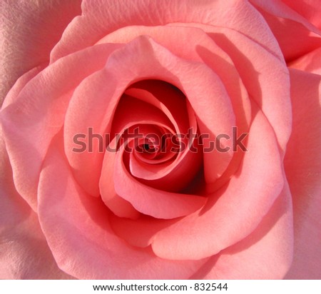Macro of a beautiful pink rose