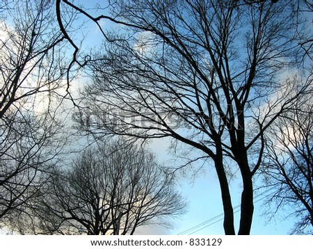 Black silhouettes of leafeless winter trees on the background of blue sky and white clouds