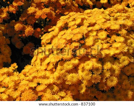 Bright yellow fall mums