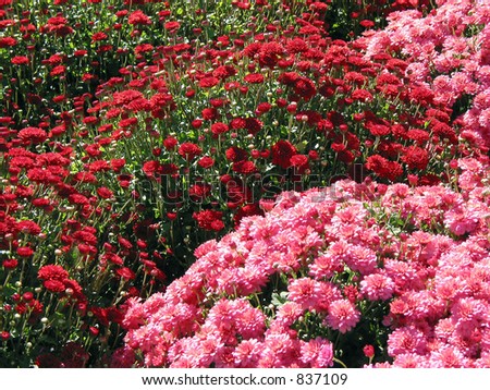 A field of red and pink fall mums