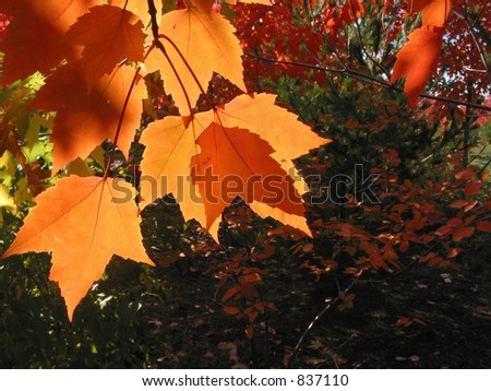 Closeup on transparent orange fall leaves on a tree branch