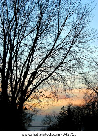 Quiet evening at the residential street, tree silhouettes against sunset background