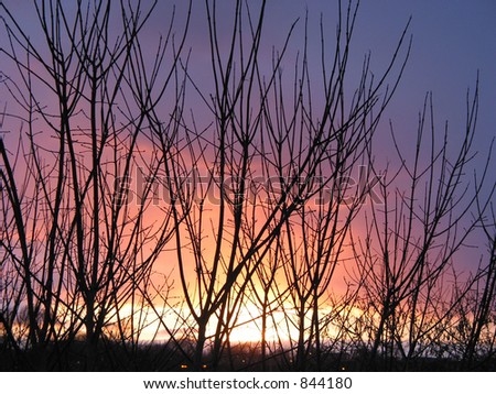 Winter sunset through the trees branches
