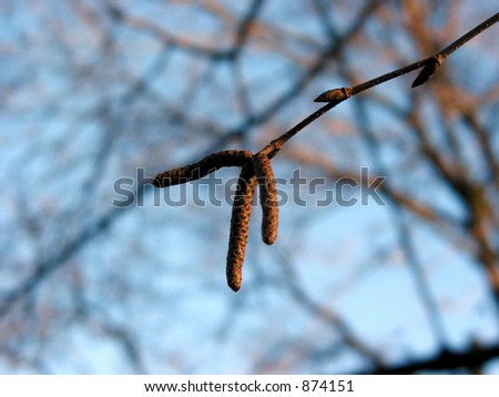 Closeup on birch tree branch ending with birch seeds on blue sky background, lit by evening sun